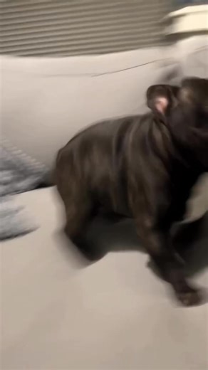 His zoomies created a perfect loop | French Bulldog