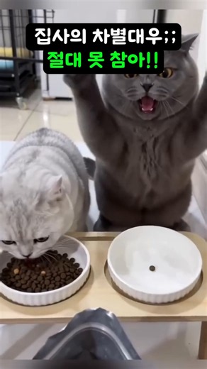 😹스마트하트골드 전연령용 나인케어 인도어 고양이 건식사료#고양이사료 #고양이건식사료 #스마트하트골드 #전연령고양이사료 #인도어고양이 #반려묘 #고양이집사 #고양이먹방 #냥스타그램
