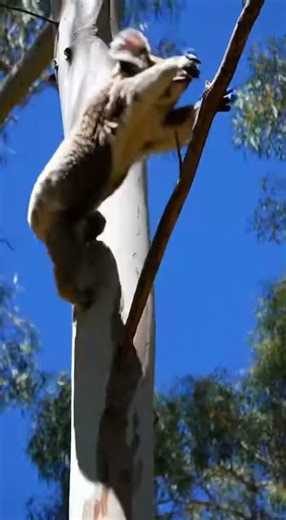 💥 The Speed of the Mink is Shocking! Predator vs. Giant Chub! #wildlife #fishing #weasel #mink
