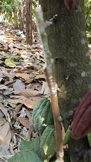 ยามว่างก็มาขยายพันธุ์โกโก้สายพันธุ์ BR25 เพื่อให้ได้จำนวนยอดมากขึ้น ฝากไว้กับกิ่งต้นอื่นโดยการเสียบข้าง-เสียบยอด..ซึ่งเป็นอีกสายพันธุ์หนึ่งที่ผลใหญ่ มีเมล็ดสวยดี..ในอนาคตอันใกล้ก็จะผลิตโกโก้เสียบยอด 5 สายพันธุ์ 1.SKT01(MCC02) 2.ICS95 3.ICS40 (ยังไม่มีต้นพันธุ์) 4.BR25 5.ลูกผสมชุมพร 1 คัดยอดจากต้นแม่ที่ส่งรูปสวยใหญ่ให้ผลผลิตดี ....#ทำไปเรื่อย สวนโกโก้ ไทรโยค | โกโก้ ไทรโยค