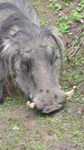 Detroit Zoo on Instagram: "Take the track less traveled!  Ride the Tauber Family Railroad to the Africa Station, now open daily, where you can be welcomed by the warthogs! By starting your visit at the back of the Zoo, you can beat the crowds and see some of the animals that are often missed. There is also a brand-new cafe called Graze and Gather, which serves great food and drinks, including recent additions of boba tea and agua fresca. All aboard!"