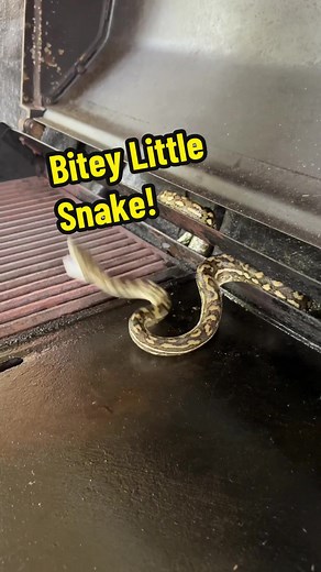 Relocating a Cranky Carpet Python | Snake Bitey Encounter