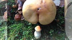 СМЕШНЫЕ КАРТИНКИ ФОТО ПРИКОЛЫ СТОП КАДР FUNNY PICTURES PHOTO FUN FREEZE