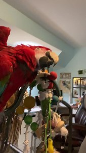 49K views · 4.7K reactions | Ruby is going through a molt. | Birds and Beaks Rescue and Rehab | Facebook