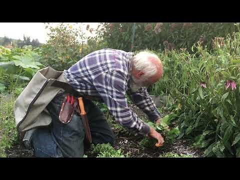 Tulsi / Holy Basil - How to Grow and Harvest