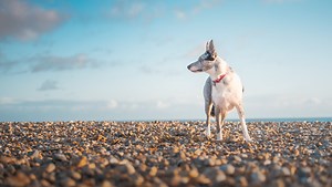 Elevate Your Photography Skills with These Pro Tips