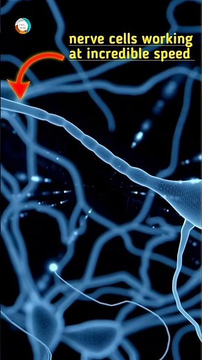 Superfast Neurons😱#facts #shorts
