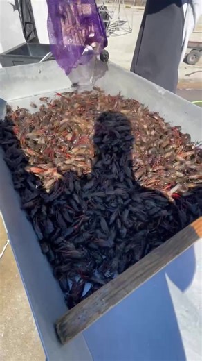 Connie takes pride in everything he does | Millers Mart Seafood And Deli