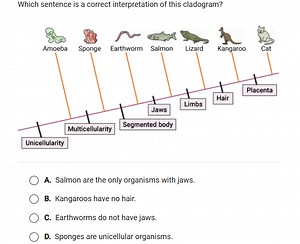 Which sentence is a correct interpretation of this cladogram?... | Filo