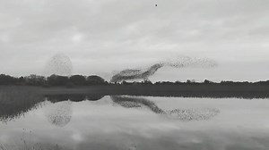 Spectacular starling murmuration at Moore Hall, Lough Carra. Thank you to Michael Kingdon for sharing his video with us. Best time to arrive is around 4.20pm. The birds are usually gone into the reeds to roost for the night by 4.50pm. . . #LoughCarra #starlings #wildbirds #Mayo #visitmayo | Lough Carra