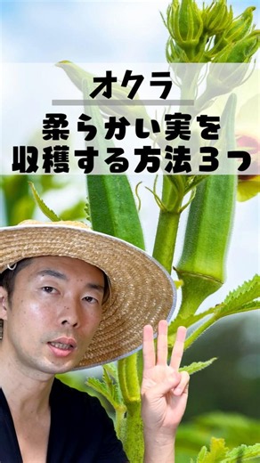 オクラが固くなる原因はコレでした7月にやるべき3つの作業 #家庭菜園 #夏野菜