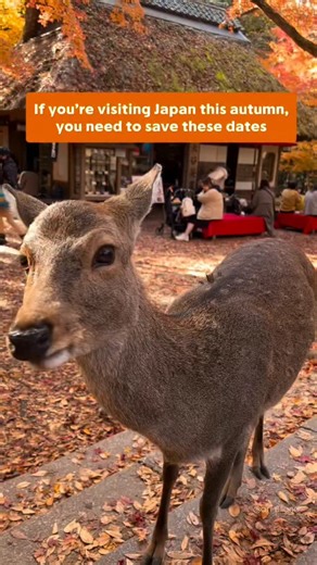 1.1K views · 53 reactions | 2025 Autumn Festivals & Evening Light-Ups...