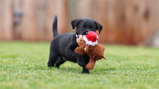 Black Lab’s Chaotic Game With Goose Toy Proves Dogs Are Anything But Quiet