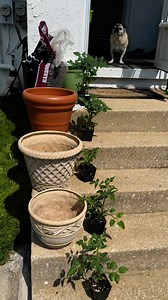 1.8M views · 44K reactions | I grow tomatoes in large pots or grow...