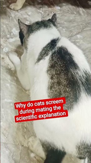 why do cats screem during mating the scientific explanation