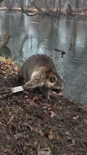 Save the turkeys!! #trapper #trapping #turkey #turkeyhunting #raccoon #indiana