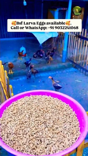 BSF లార్వా 🐛🐛 Farming #farming #blacksoldierfly #bsf #chicken