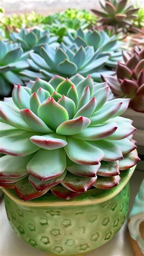 多肉种植乐趣#阳台多肉 #多肉植物 #记录多肉生活 Fun of succulent planting # Balcony succulent # succulent plants
