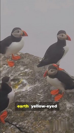 Wild Facts about Auckland Islands