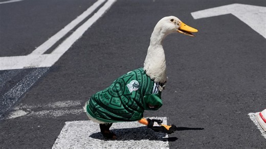 How a duck named Merlin became the face of Team Mexico during the World Cup