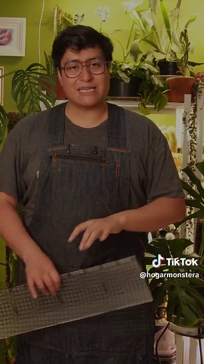 Guía Completa para Crear Tutores de Musgo