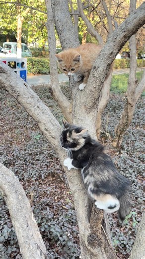 So cute#cats#love #catsoftiktok#cute