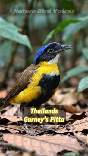 Thailands Gurneys Pitta #birds #birdsongs