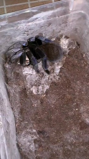 Understanding Spider Behavior and Habitats