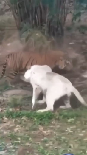 Two Tigers Fighting in the Wild 🐅🐅 #WildlifeBattle #AnimalBehavior #NatureDocumentary #TigerFight | La Pulga News