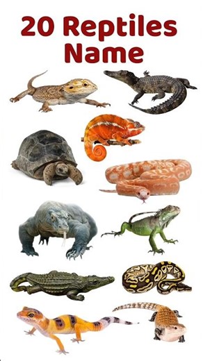 20 Reptiles Names in hindi | Learn Reptiles Names with Pictures