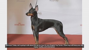 Top 10 Toys for Your English Toy Terrier: Keep Your Pup Happy and Healthy!