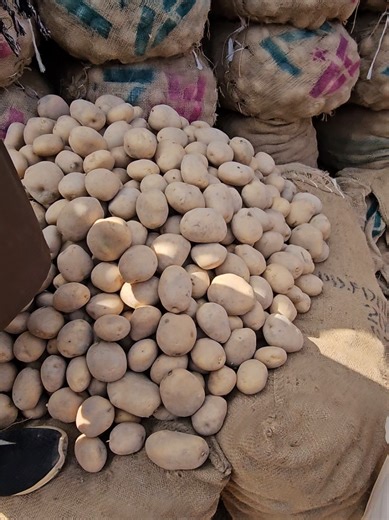 Aalo ki boli Sabzi mandi okara 0307-0617248 date 8.4.2026 #sabzimandiokara #Pakistan #punjab #okara #potato