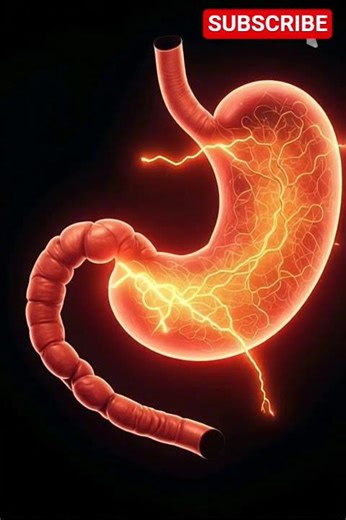 How Your Stomach Actually Works (Anatomy)