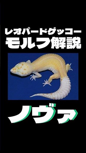 『ノヴァとは？』レオパードゲッコーモルフ解説 #レオパードゲッコー #爬虫類 #ヒョウモントカゲモドキ