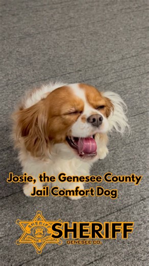 It’s no secret that everyone loves Josie, the Genesee County Jail Comfort Dog. 🐾 Her sweet personality and calming presence make a difference every day. Keep an eye out for more “day in the life” videos as she continues supporting both staff and inmates at our facility. #ProtectServeUnify #GCSO #gcsomichigan | Genesee County Sheriff's Office