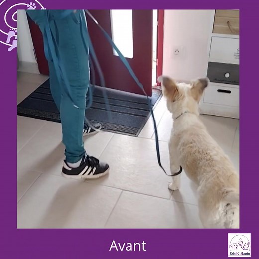💜 MILO 💜 Border collie croisé bichon, 8 mois. Après avoir Travaillé : ✅ La peur des humains ✅ Les règles de vie de la maison, ✅ Les ordres de base ➡️ Dernière séance pour Milo. Le devant de la maison n'étant pas clôturé, à l'ouverture de la porte, Milo avait tendance à s'echapper. Après quelques exercices, Milo ne franchit plus le seuil, sauf sur ordre libératoire. Bravo au binôme 👍. #edukkanin #educateurcomportementalistecanin #chiot #ordresdebase | EduK Kanin