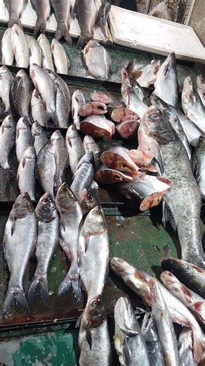 kaun kaun sa fish hai comment #shorts #fish