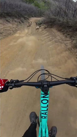 POV MTB Ride Gets Interrupted by a Herd of Deer on the Trail