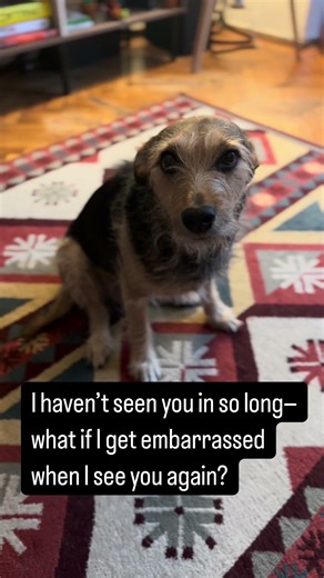 POV: You finally see your best friend again… 😭🐶 #puppy #petshorts #dothingsyoudontwanttodo #cute