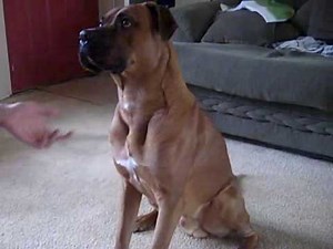 mastiff mix doing tricks