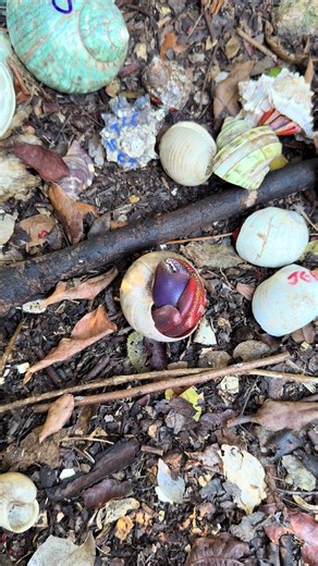 Setting out new shells, I thought I had a taller. Guess not. 🫶🏼 #floridakeys #leavetheshelltakethememory #hermitcrab ###realestate #imaddictedtoyou