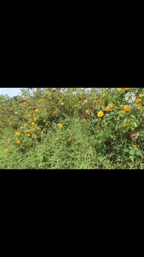 5K views · 79 reactions | Kwv txhiaj poj niam tuag | Maivvwj Hawj Channel | Facebook