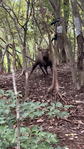 #hunting #nature #hunter #nature #deer