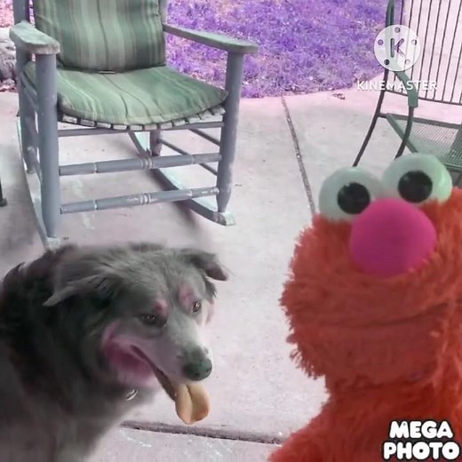 elmo world getting a dog intro