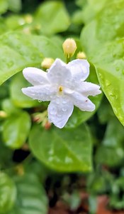 Bioactive Compounds 101: Arabian Jasmine | The Weeds and Seeds Guy