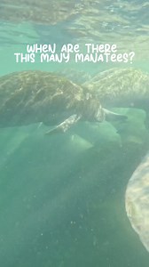 1.8K views · 29 reactions | During the winter months, the manatees...