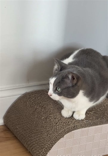 the showdown begins! Archie meets his cat-sister, Cashew! 🐶🐱😂 #portuguesewaterdog #puppylife #dogmeetscat #puppiesoftiktok #catsanddogs