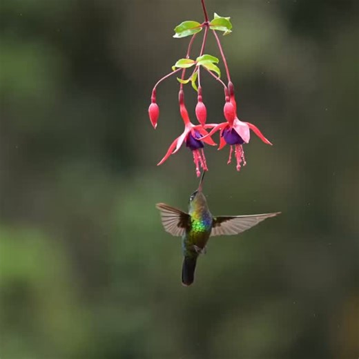 Fiery-throated Hummingbird #fierythroatedhummingbird #birdsofcostarica #costarica #cloudforest ##birdphotography #puravida # | LP3 Photography