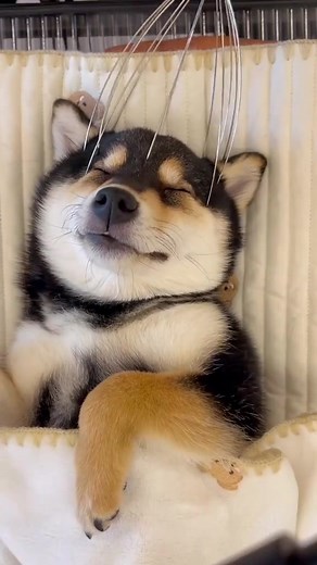 SPA session 🐶 #Puppy #groom #grooming #dog #cute #SPA #Shiba #skincare #asmr