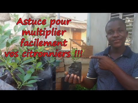 Le bouturage facile du citronnier